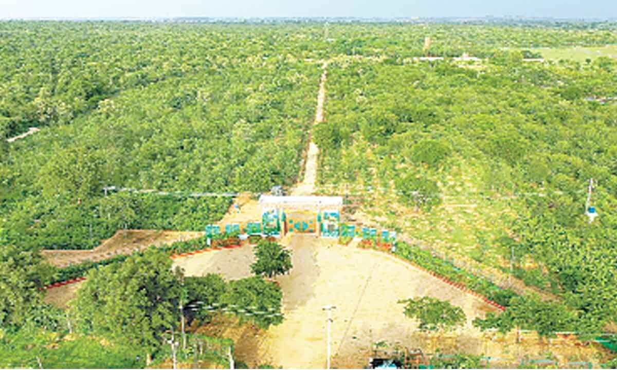 Telangana Government To Launch Another Phase Of Haritha Haram Programme