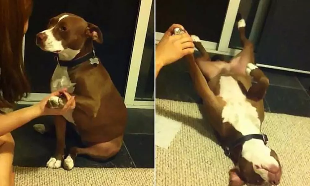 Watch: Cute dog pretends to faint, wins the internet