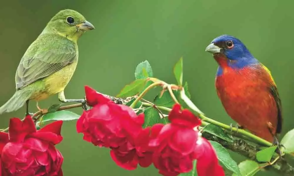 Bird calls show similarity to human languages: Study