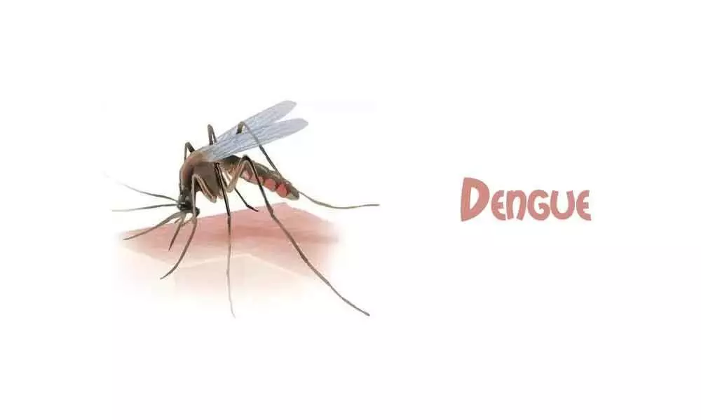 No respite from dengue sting as positive cases witness a spike