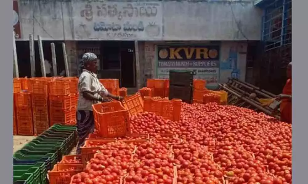 Dwindling tomato prices hit farmers hard in Tirupati