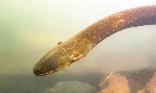 Worlds most powerful electric eel found in Amazon