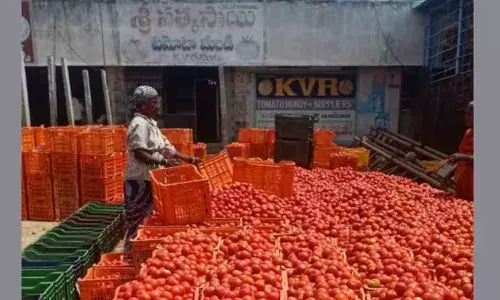 Dwindling tomato prices hit farmers hard in Tirupati