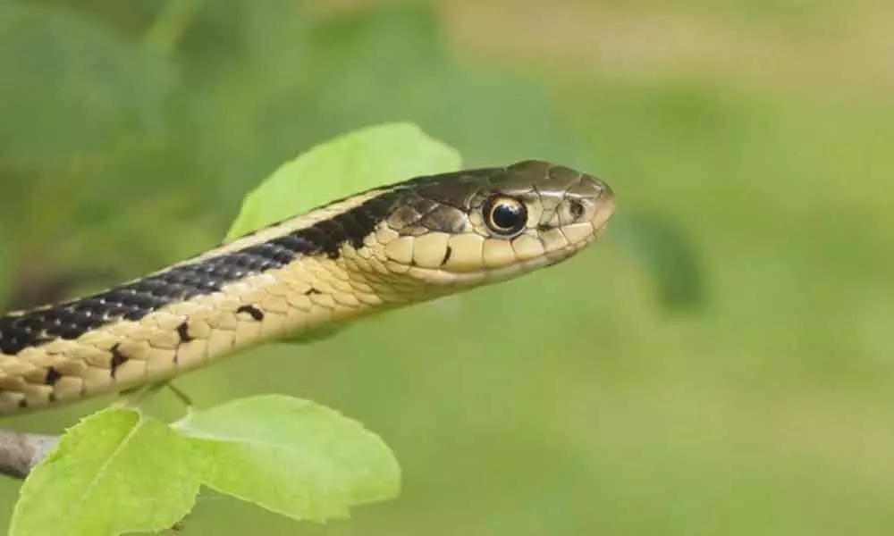 UP Woman sits on snakes while talking on phone, gets bitten and dies