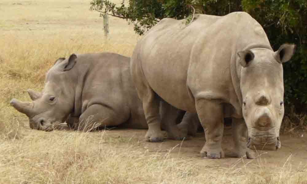 Only two northern white female rhinos left in the world. Read what