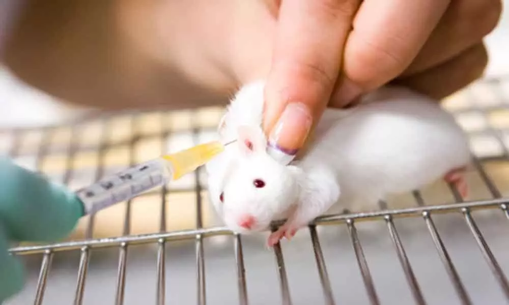 Indian Council of Medical Research pitches for animal-free tests