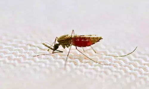 Cure for malaria: Antarctic sea sponge may hold answer