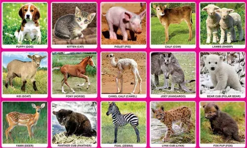 Introducing children to the wonders of science