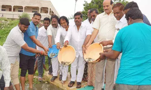 Fishlings released into Thimmakka tank