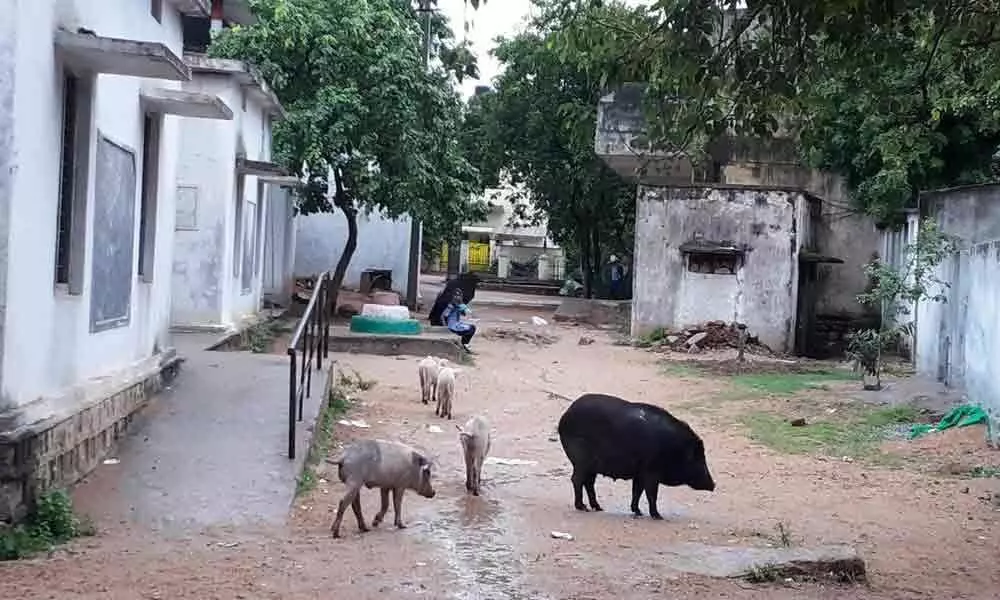 Free roaming pigs major cause for spreading vector borne disease: Experts