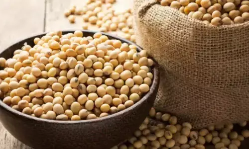 Guar seed futures slip 1.21 per cent on muted demand