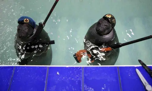 Australia: Giant seal gets angry at being disturbed, helps bust drug smugglers