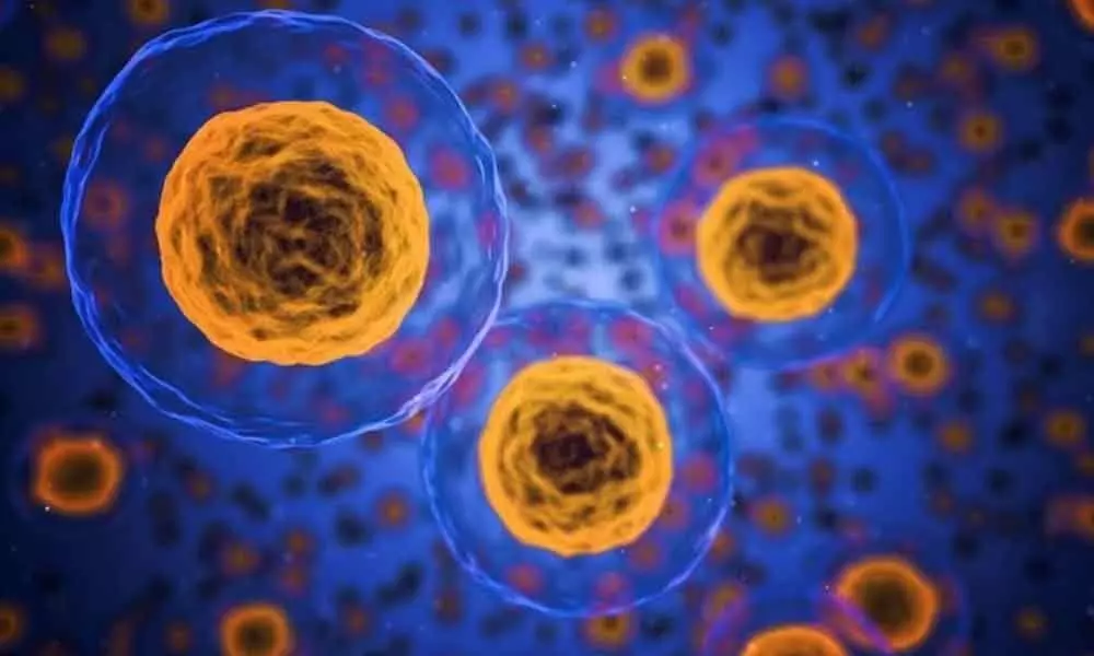 Nano body cells can transport medicine to cancer cells