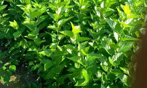 Steps taken to give mulberry cultivation in State a fillip