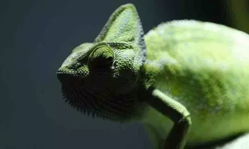 Scientist discovers camouflaged smart skin