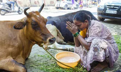 Extricate the cow from the zoo