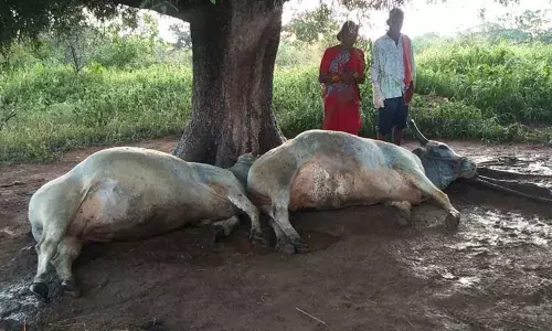 Lightening kills 2 oxen