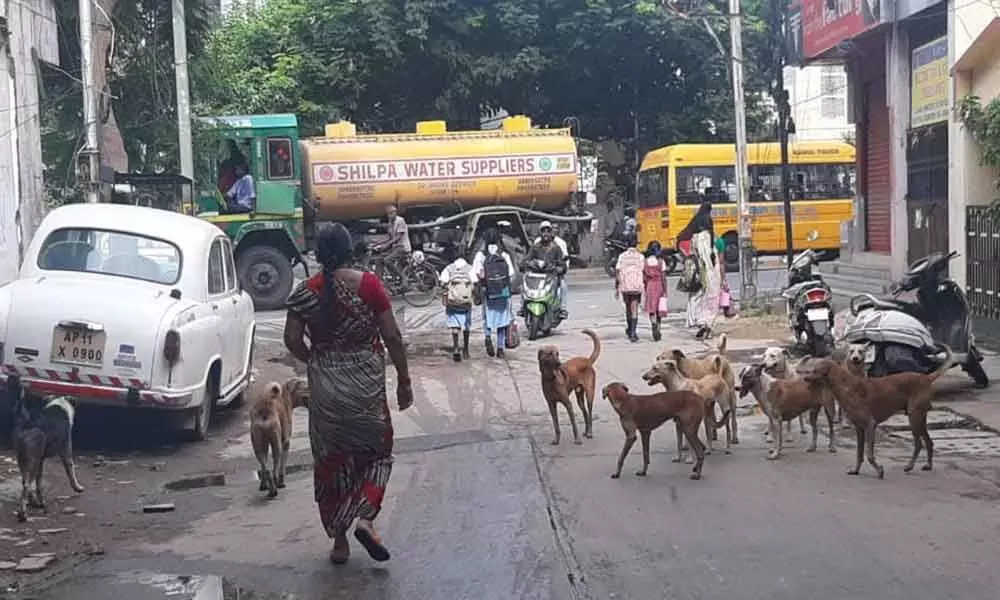 Street dogs create panic among public
