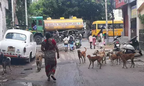 Street dogs create panic among public