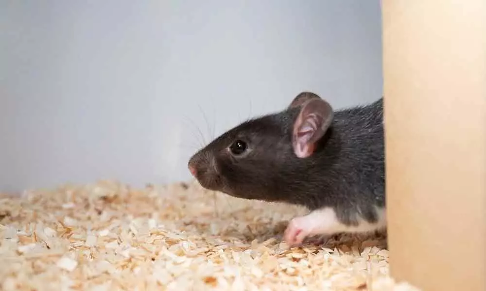 Rats Can Now Be Trained to Play Hide and Seek With Humans, Were Not Kidding