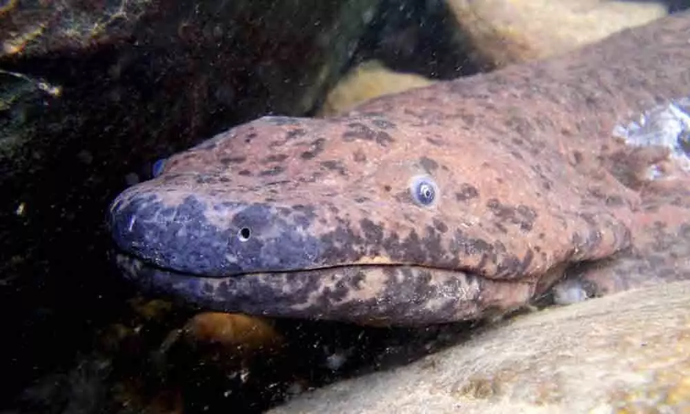 New giant salamander species may be worlds biggest amphibian