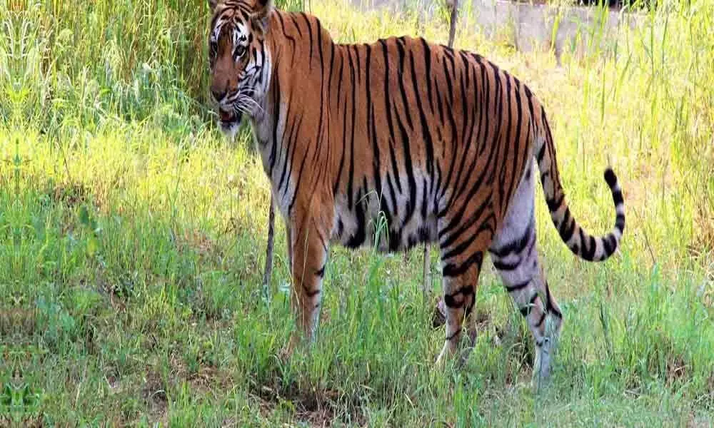 Delhi zoo plans to boost morale of animal keepers