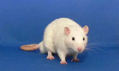 Rats can be trained to play hide and seek with humans: Study