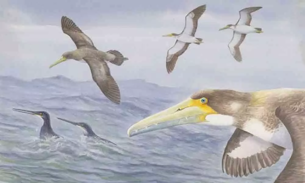 Scientists discover one of worlds oldest bird species