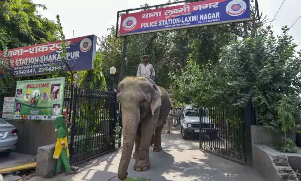 New Delhi: Missing elephant returns, mahout nabbed