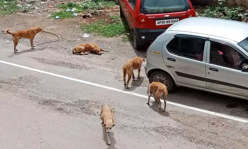 Stray dog menace troubles residents at SBH Colony in Uppal
