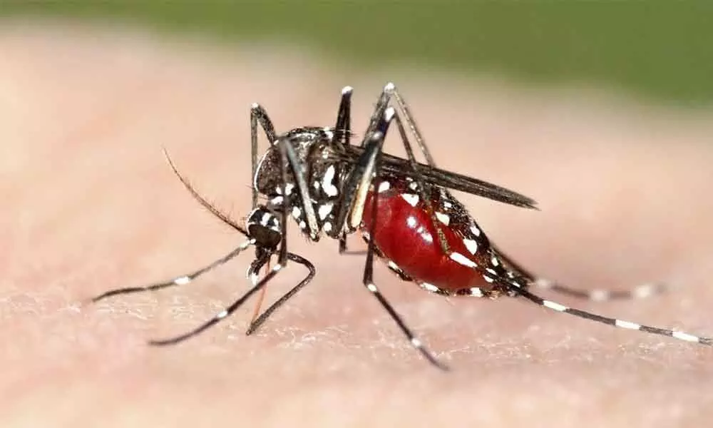 Malaria can now be treated with psoriasis drug