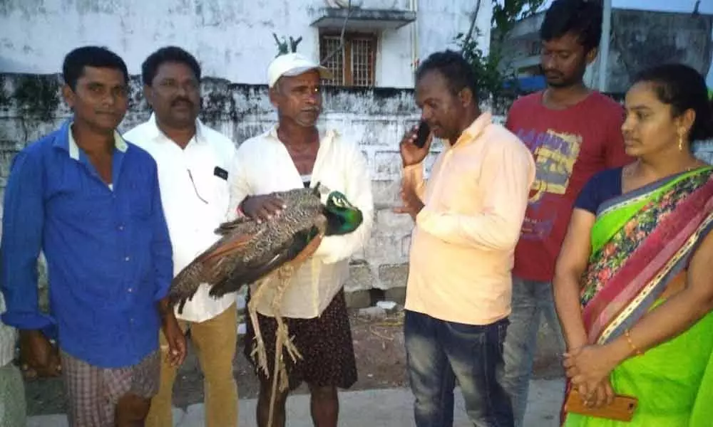 Farmer rescues sick peacock in Mancherial district