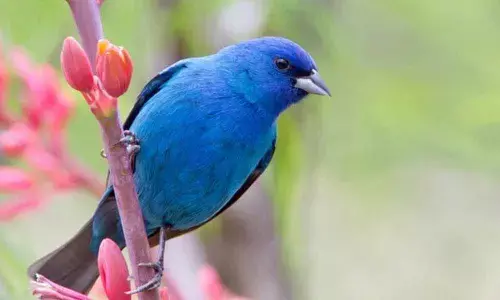 Where have the wild birds gone?