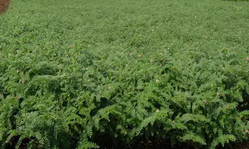 Super Chickpea all set to enter Indian farms