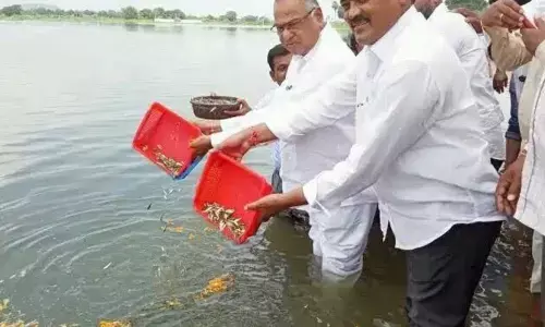 1.12 crore fishlings distributed to fishermen: Peddaplli MLA Manohar Reddy