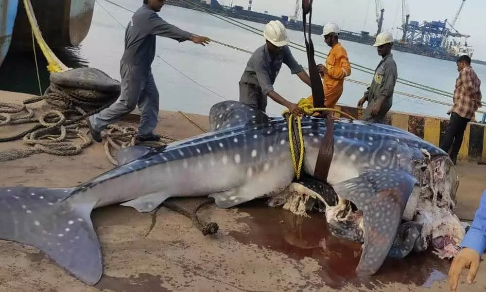 A whale weighing 3 Ton found at Krishnapatnam Port