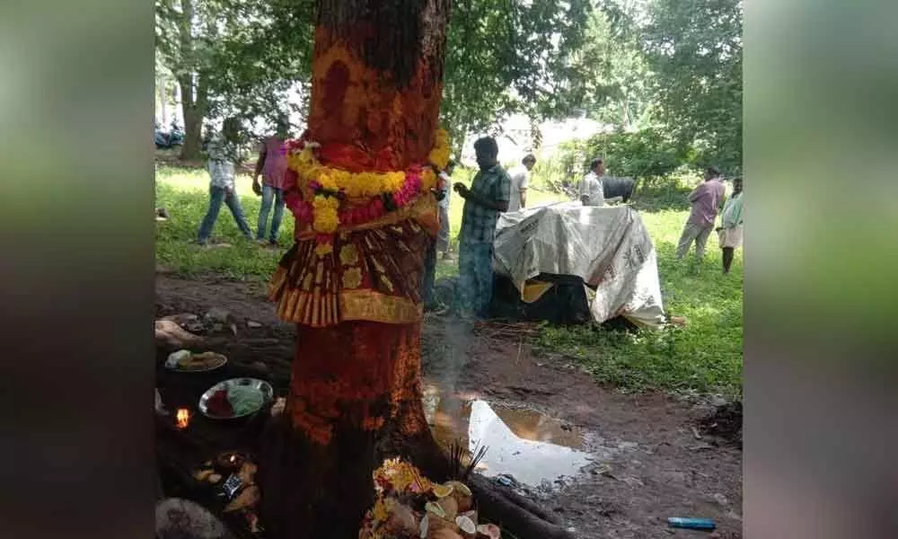 Tree identified for Sirimanu at Ramavaram