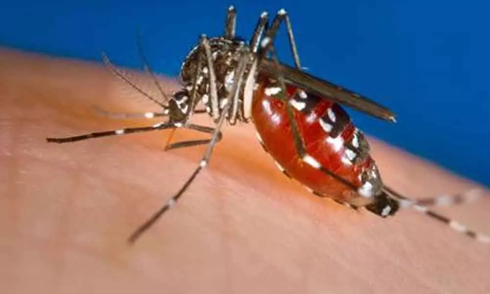Dengue virus has become resistant to certain vaccines