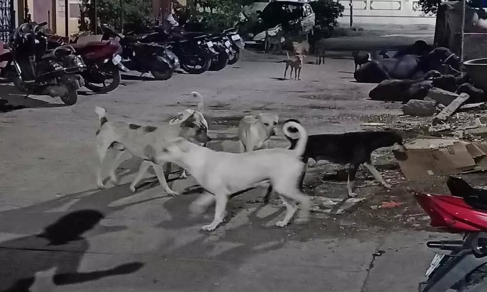 Packs of dogs causing panic in Mythri Nagar