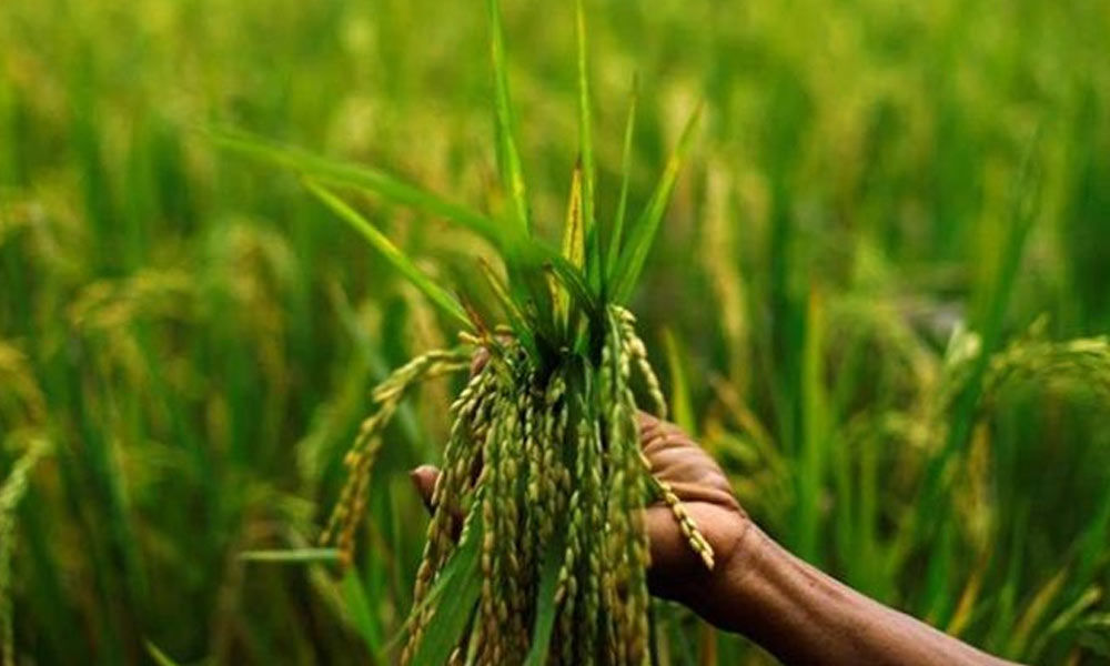 Government Estimates Kharif Crop Output At 140 57 MT In 2019 20   219128 Kharif Crop 