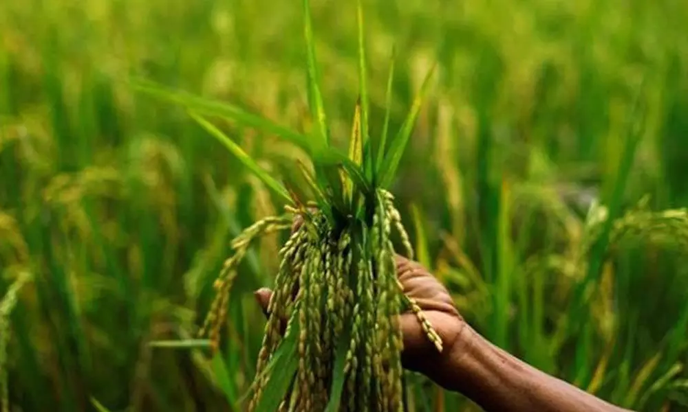Government estimates kharif crop output at 140.57 MT in 2019-20