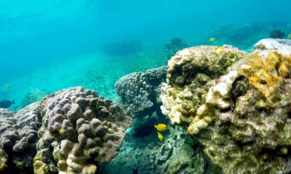 Pacific heat wave threatens Hawaiis iconic coral reefs