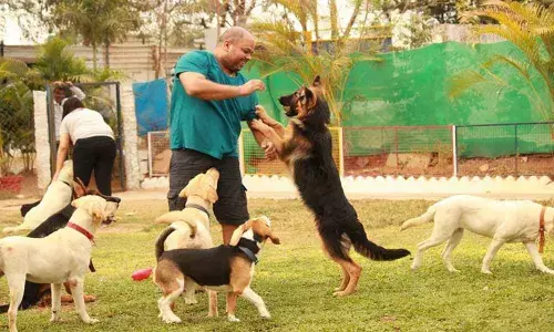 Petting helps you beat stress