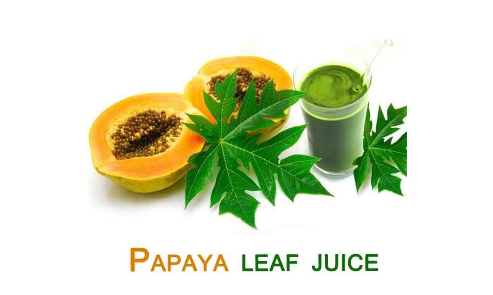 Papaya leaf juice best remedy for dengue
