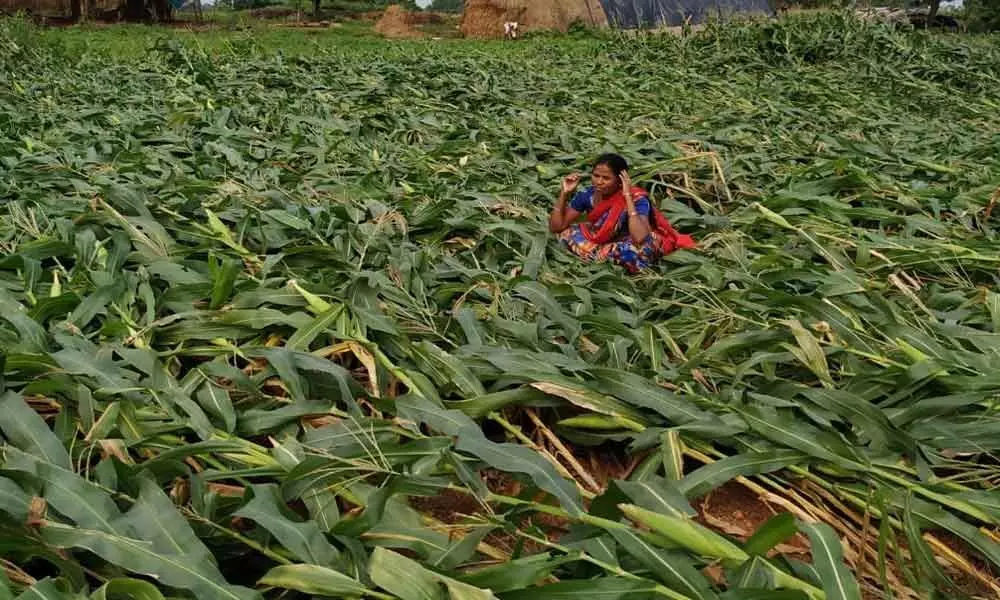 Crops extensively damaged at Dubbaka