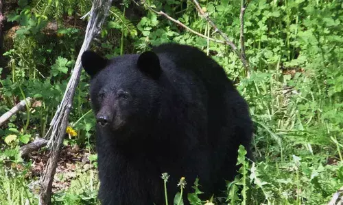 Kurnool: One person brutally injured in a bear attack