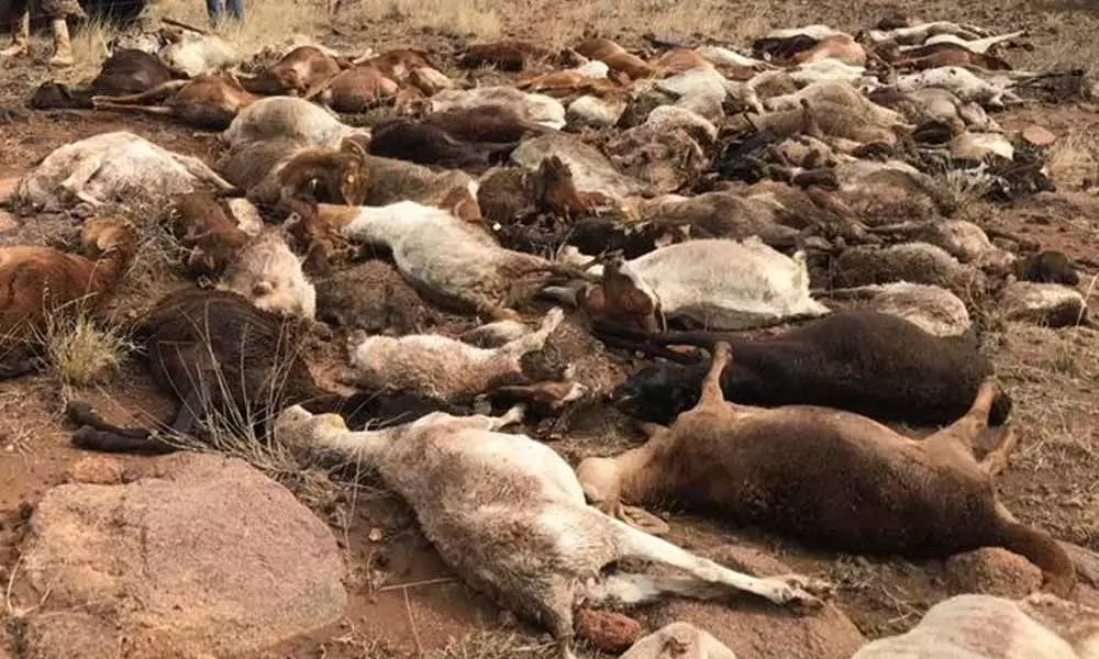 Rs.6 lakhs worth sheep and goats died due to striking of thunder lightning