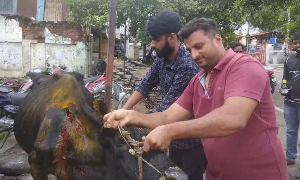 Mechanic trio cares for injured cow in Kakinada