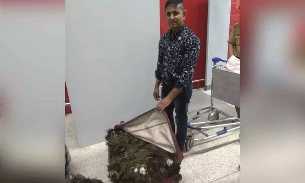 Man held with 49 kg peacock feather at Delhi Airport