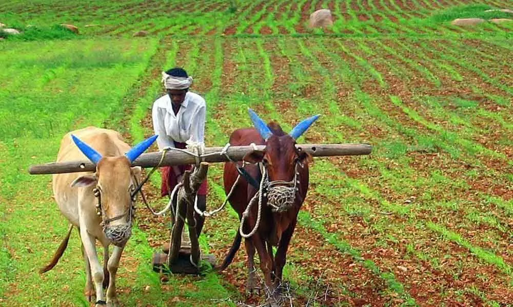 Kadapa: Crop Cultivator Act yields excellent results for farmers